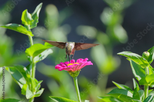 Fotografie Red throated hummingbird hovering around wildflowers in garden.