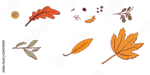 Botany orange slate blue, soft mauve, mustard yellow, sage green, leavs and branches. Beautiful hand drawn design template. Botanical set no background