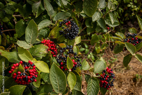 Ripening berries on the wayfaring tree, with a shallow depth of field