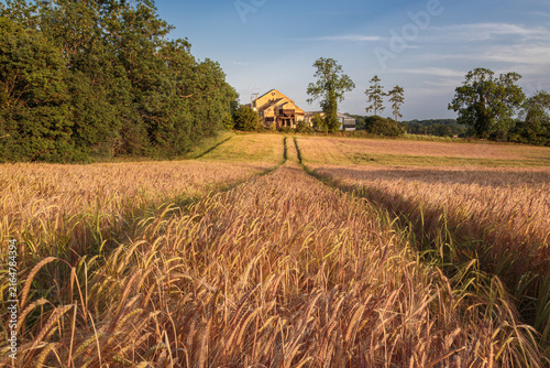 Foto Golden Wheat Field and Rural Farm at Dalham, Suffolk, England