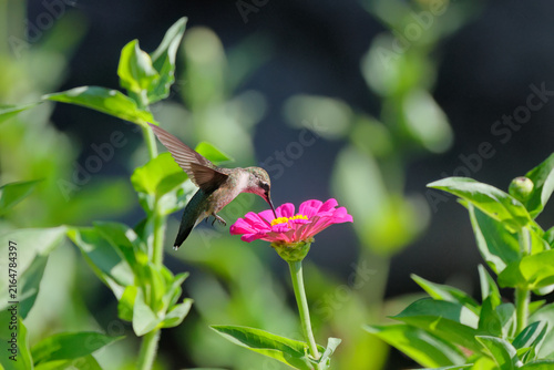 Konstfotografi Red throated hummingbird hovering around wildflowers in garden.