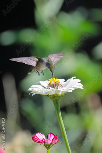 фотографія Ruby throated hummingbird hover over white daisy in wildflower garden