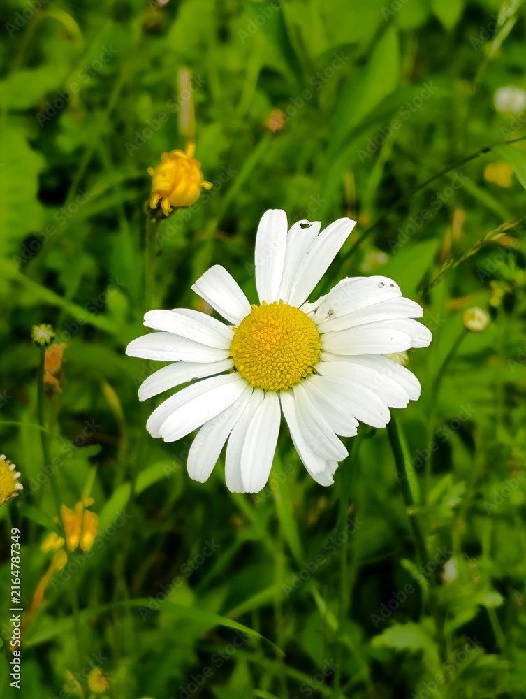 Fototapeta premium white daisy flower