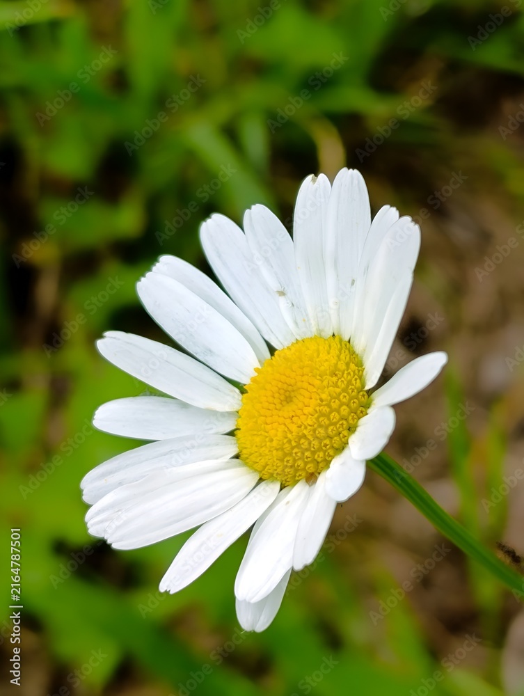 Fototapeta premium white daisy flower