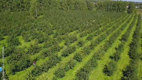 Drone flies diagonally over apple orchard field