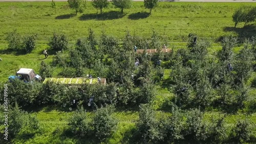 Orbiting aerial of apple picking activity