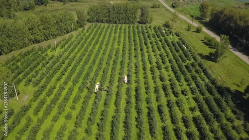 Forward tracking shot of apple plantation