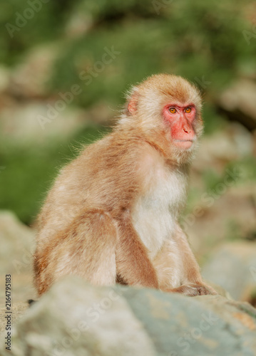 Konstfotografi Snow Monkeys in Nagano, Japan