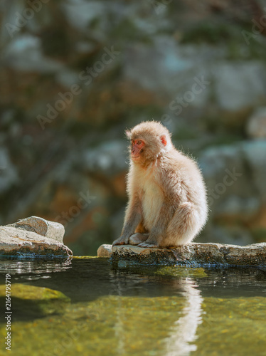 Photography Snow Monkeys in Nagano, Japan