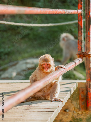 Konstfotografi Snow Monkeys in Nagano, Japan