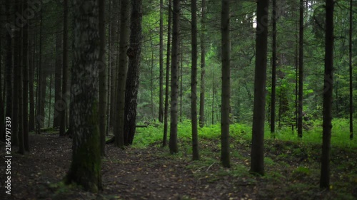 Dense pine forest with tall straight trunks