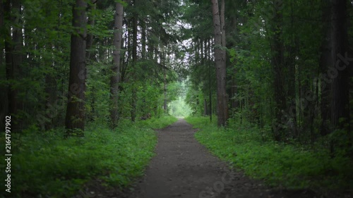 Forest path through dense green trees