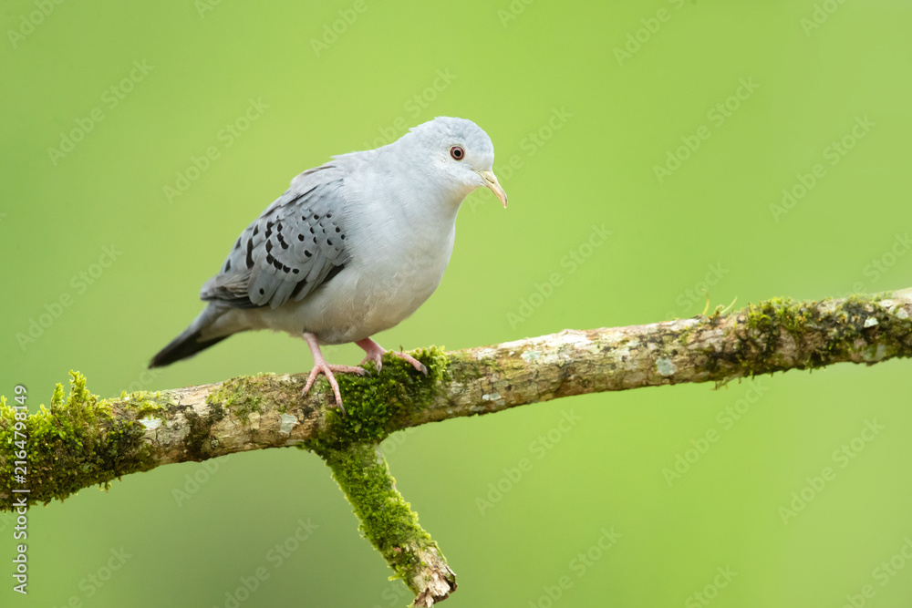 Obraz premium The blue ground dove (Claravis pretiosa). It is a resident breeder from southeastern Mexico to northwestern Peru and northern Argentina