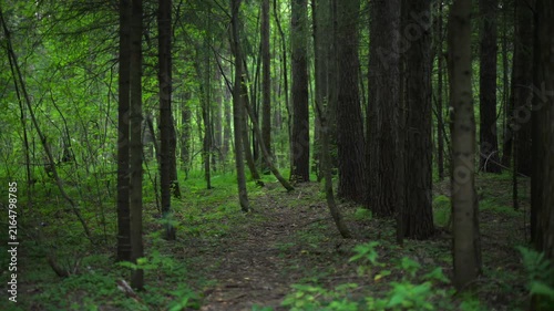 Dense pine forest with tall straight trunks
