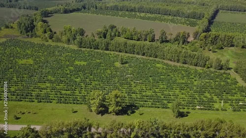Drone flies sideways high over apple orchard