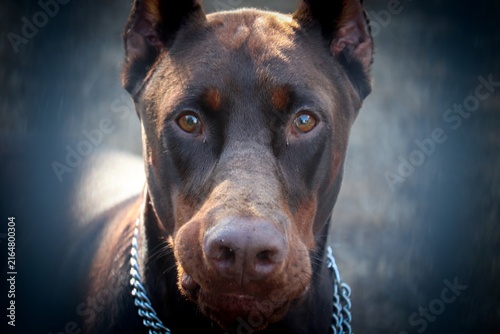 brauner Dobermann im Portrait