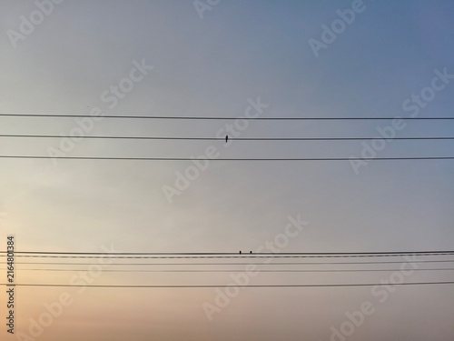Birds perched on power lines over agricultural field against glowing morning sunrise sky.