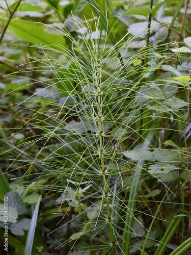 Tige de Prêle fluviatile, Water horsetail (Equisetum fluviatile) poussant dans une clairière humide.