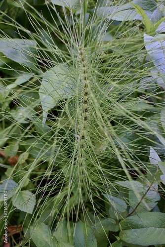 Tige stérile de Grande Prêle, Northern giant horsetail (Equisetum telmateia) poussant dans une clairière humide.