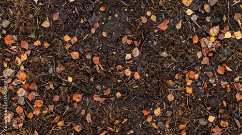 Autumnal Forest Floor Texture Featuring Scattered Fallen Birch Leaves On Dark Damp Soil and Mossy Earth