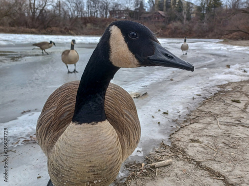 Canada Geese Forage In Snow