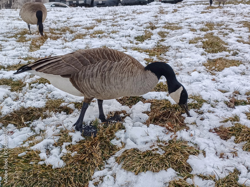 Canada Geese Forage In Snow