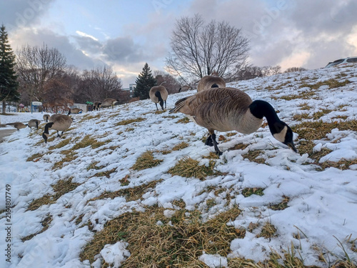 Canada Geese Forage In Snow