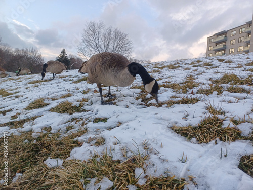 Canada Geese Forage In Snow
