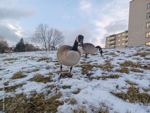 Canada Geese Forage In Snow