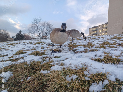 Canada Geese Forage In Snow