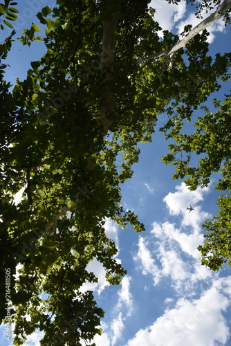 airplane, sky, nature, tree, green, blue, clouds, flying, travel, trees, leaves, forest, leaf, summer, sun, landscape, sunlight, light