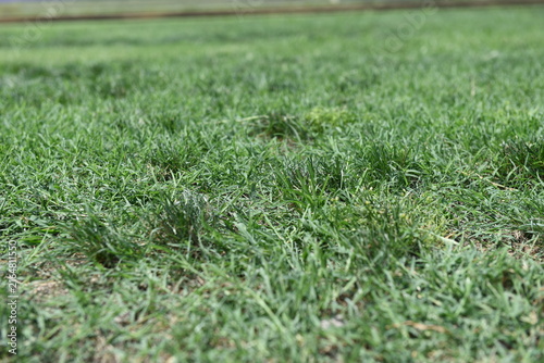 Grass lawn summer cut mow spring treatment