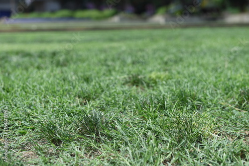 Grass lawn summer cut mow spring treatment