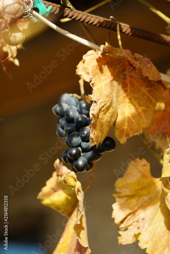 Ripe blue grapes on a branch of a vineyard during sunny autumn day. Harvest season in a rural garden, natural organic berries for wine production.