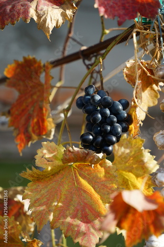 Ripe blue grapes on a branch of a vineyard during sunny autumn day. Harvest season in a rural garden, natural organic berries for wine production.