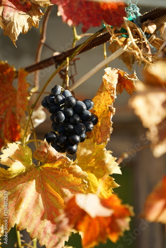 Ripe blue grapes on a branch of a vineyard during sunny autumn day. Harvest season in a rural garden, natural organic berries for wine production.