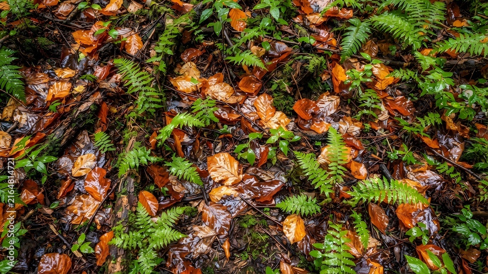Fototapeta premium Forest floor covered in wet autumn leaves and green ferns after rain.
