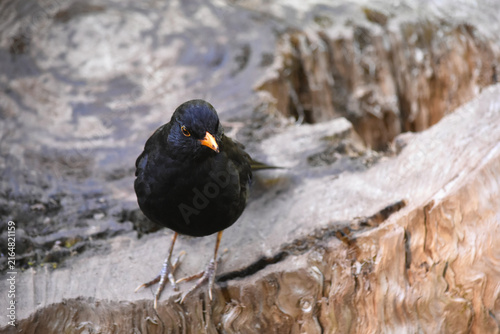 Blackbird standing on a dry stump and being curious, black bird with orange beak, front view