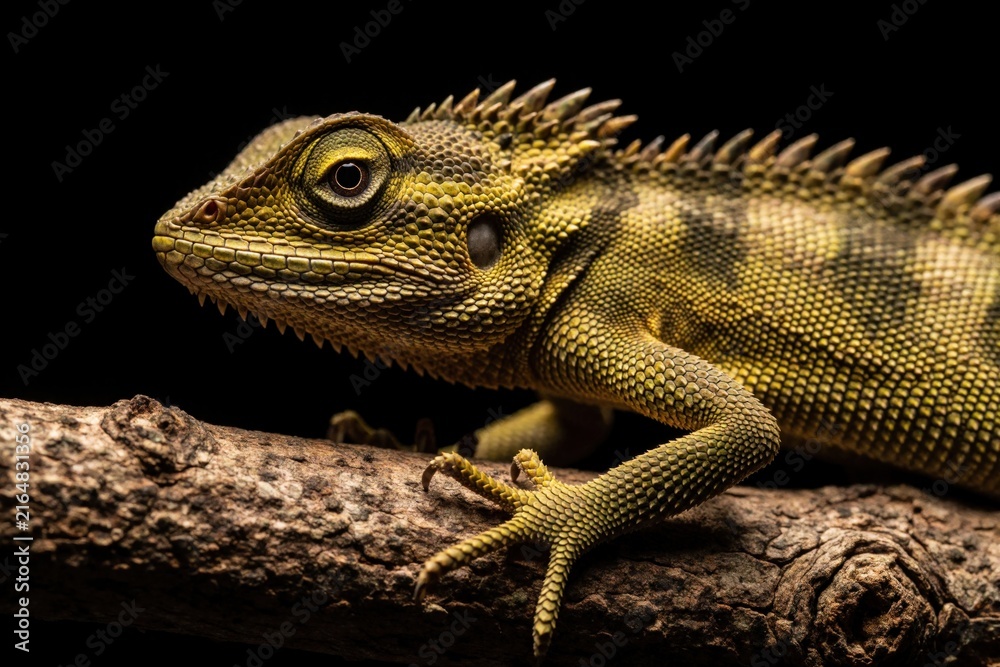 Fototapeta premium Spiky forest dragon lizard rests on tree branch closeup. Green Gonocephalus chamaeleontinus reptile shows detailed scales and eye. Wild jungle animal exhibits camouflage pattern.