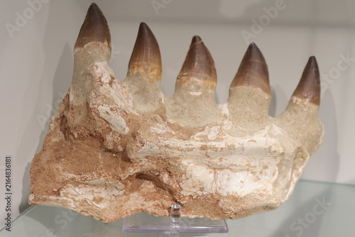 Obraz na płótnie Fossil of a mosasaurus jaw with teeth