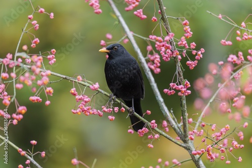 A common blackbird (Turdus merula) sits in a European spindle tree (Euonymus europaeus), and eats the fruit