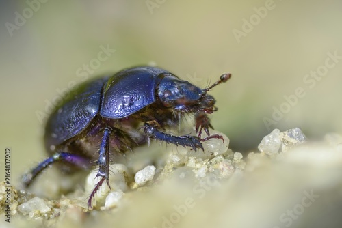 Anoplotrupes stercorosus, geotrupidae, dung beetles, forest dung beetles, beetles, coleoptera, dor beetles, insects, beetles