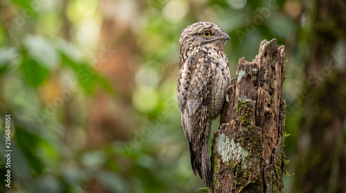 Detailed portrait of a wild Common Potoo nocturnal bird perfectly camouflaged while resting on a broken wooden tree stump in a lush tropical rainforest environment