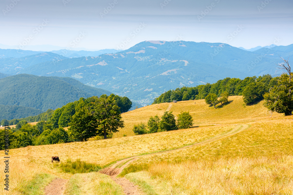 Obraz premium mountainous countryside landscape in late summer. alpine meadow and beech forest on top of a hill. mountain ridge in the distance. sunny afternoon weather with clouds on the blue sky