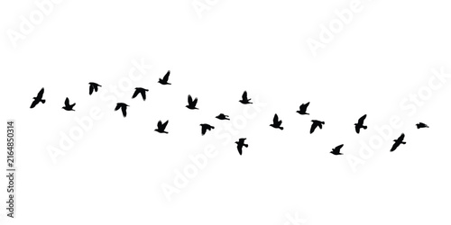 Black silhouette of a flock of birds flying together in various poses across a white background