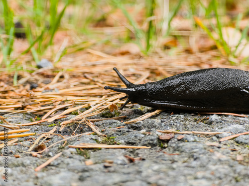 Fotografie A close-up shot of a large black slug moving slowly across an asphalt surface scattered with dry pine needles and green grass in the background