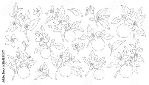 Extensive botanical set of orange fruit and blossom branches hand drawn in delicate pencil lines on a white canvas.