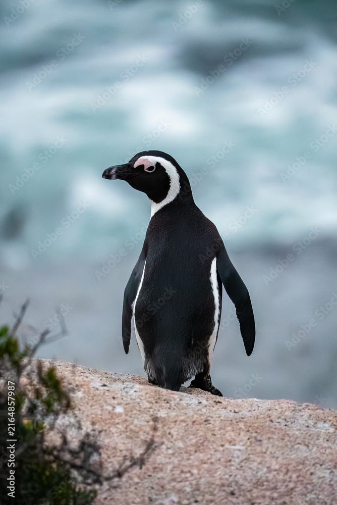 Obraz premium An African penguin stands on a coastal rock formation with the ocean water visible in Simon's Town near Cape Town, South Africa.