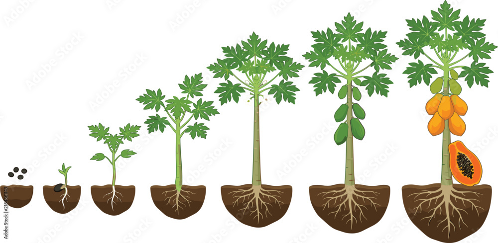 Fototapeta premium Papaya Tree Growth Stages From Seed Sprouting To Fruit Bearing Mature Tree Vector