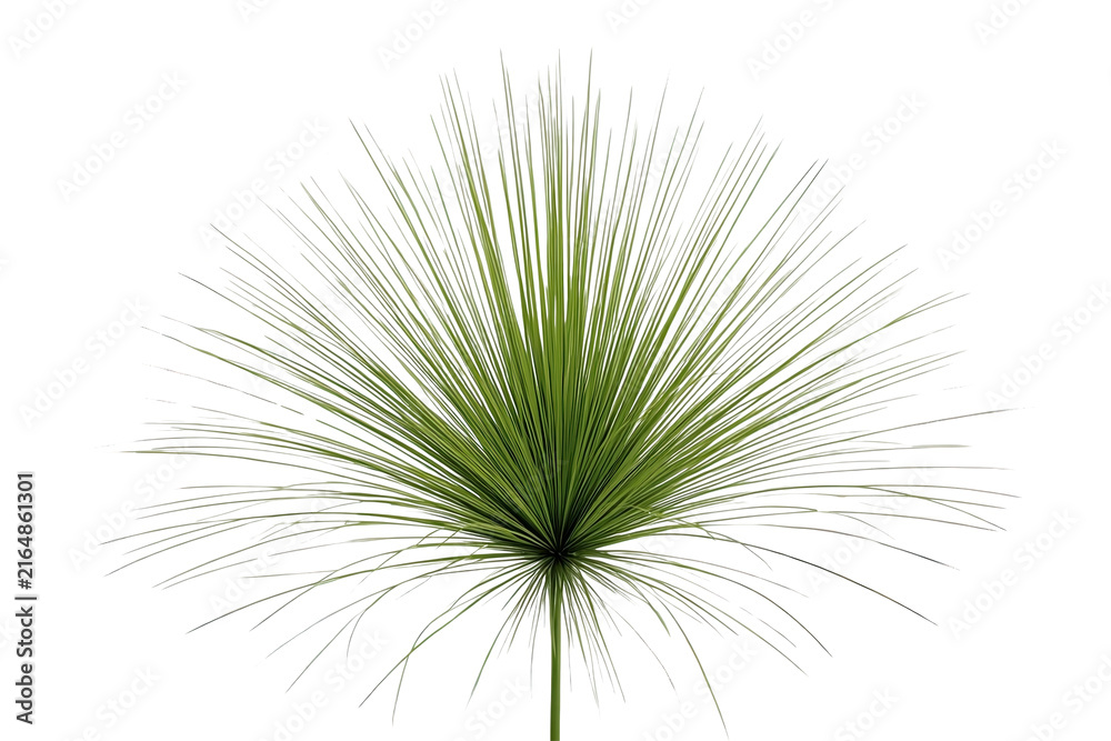 Fototapeta premium Radial Green Ornamental Grass Tuft
